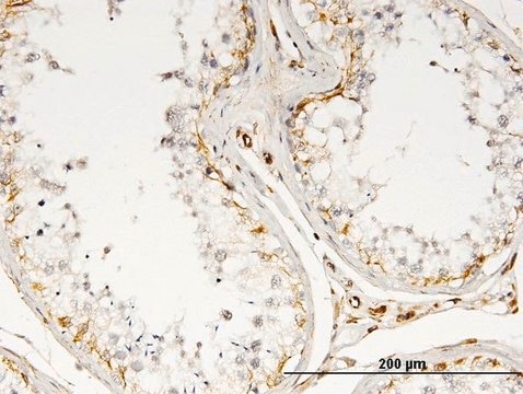 Monoclonal Anti-IL13 antibody produced in mouse clone 3H7, purified immunoglobulin, buffered aqueous solution