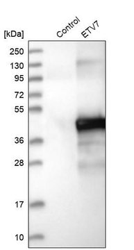 Anti-ETV7 antibody produced in rabbit Prestige Antibodies&#174; Powered by Atlas Antibodies, affinity isolated antibody, buffered aqueous glycerol solution