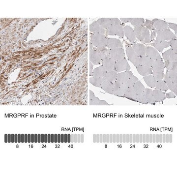 Anti-MRGPRF antibody produced in rabbit Prestige Antibodies&#174; Powered by Atlas Antibodies, affinity isolated antibody, buffered aqueous glycerol solution