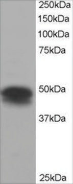 Anti-Flotillin 1 antibody produced in goat affinity isolated antibody, buffered aqueous solution