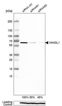 Monoclonal Anti-VANGL1 antibody produced in mouse Prestige Antibodies&#174; Powered by Atlas Antibodies, clone CL0241, purified immunoglobulin, buffered aqueous glycerol solution