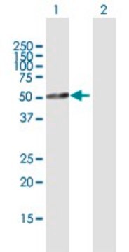 Anti-TFDP2 antibody produced in rabbit purified immunoglobulin, buffered aqueous solution