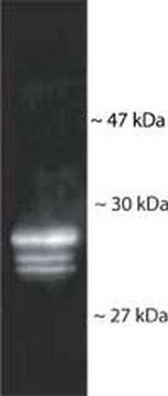 Anti-20S Proteasome Core Subunits Rabbit pAb liquid, Calbiochem&#174;