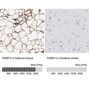 Anti-FABP4 antibody produced in rabbit Prestige Antibodies&#174; Powered by Atlas Antibodies, affinity isolated antibody, buffered aqueous glycerol solution