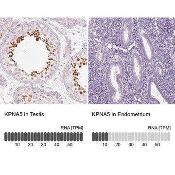 Anti-KPNA5 antibody produced in rabbit Prestige Antibodies&#174; Powered by Atlas Antibodies, affinity isolated antibody, buffered aqueous glycerol solution