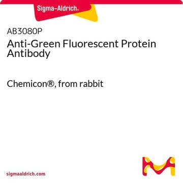 Anti-Green Fluorescent Protein Antibody Chemicon&#174;, from rabbit