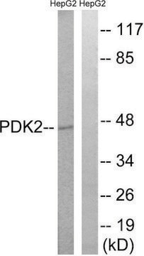 Anti-PDK2 antibody produced in rabbit affinity isolated antibody