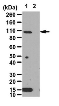 Anti-HIF-1&#945; Antibody from rabbit, purified by affinity chromatography