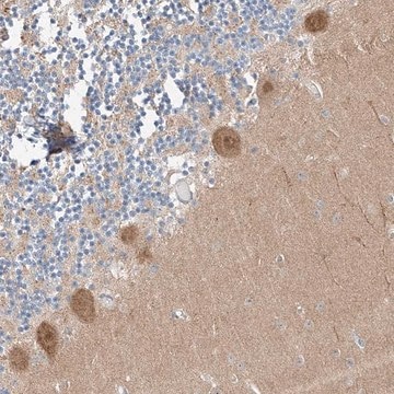 Anti-CLDND1 antibody produced in rabbit Prestige Antibodies&#174; Powered by Atlas Antibodies, affinity isolated antibody, buffered aqueous glycerol solution, ab1