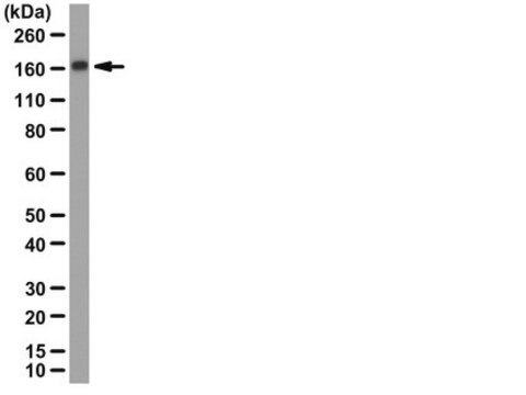 Anti-G9a (BAT8) Antibody from rabbit, purified by affinity chromatography