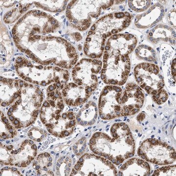 Anti-CHRDL2 antibody produced in rabbit Prestige Antibodies&#174; Powered by Atlas Antibodies, affinity isolated antibody, buffered aqueous glycerol solution