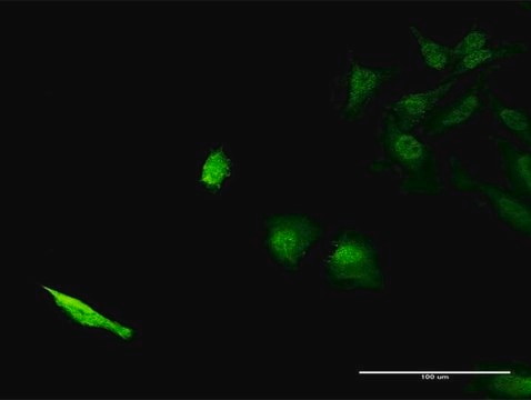 Monoclonal Anti-SEC13 antibody produced in mouse clone 1G7, purified immunoglobulin, buffered aqueous solution