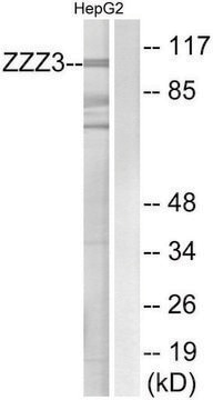 Anti-ZZZ3 antibody produced in rabbit affinity isolated antibody