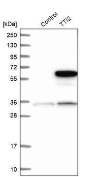 Anti-TTI2 antibody produced in rabbit Prestige Antibodies&#174; Powered by Atlas Antibodies, affinity isolated antibody, buffered aqueous glycerol solution