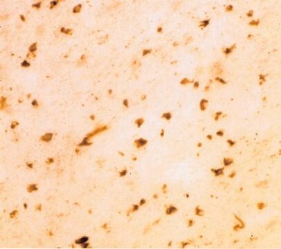 Anti-Synuclein &#945; Antibody Chemicon&#174;, from sheep