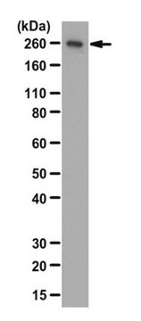 Anti-Myosin-10/MYH10/Myosin IIB Antibody from rabbit, purified by affinity chromatography