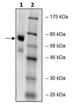 PADI-4 human recombinant, expressed in baculovirus infected Sf9 cells, &#8805;65% (SDS-PAGE)