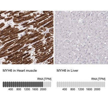 Monoclonal Anti-MYH6 antibody produced in mouse Prestige Antibodies&#174; Powered by Atlas Antibodies, clone CL2155, purified immunoglobulin, buffered aqueous glycerol solution