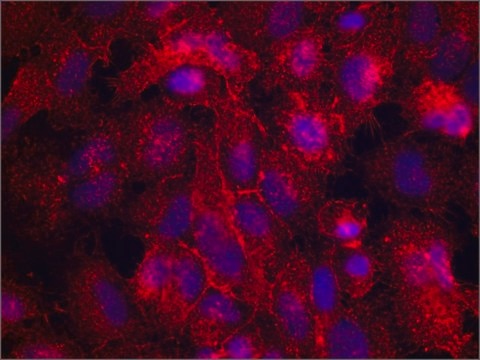 Monoclonal Anti-Moesin antibody produced in mouse clone 38/87, purified immunoglobulin, buffered aqueous solution