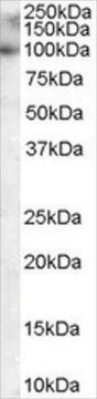 Anti-MYRIP/SLAC2C antibody produced in goat affinity isolated antibody, buffered aqueous solution