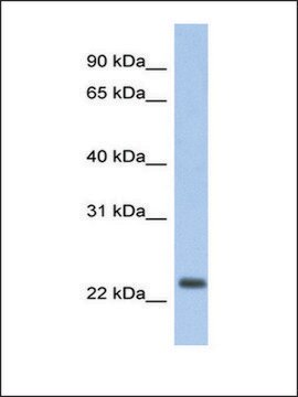 Anti-ND6 affinity isolated antibody