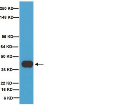 Anti-Synaptophysin Antibody, clone SY38 clone SY38, Chemicon&#174;, from mouse