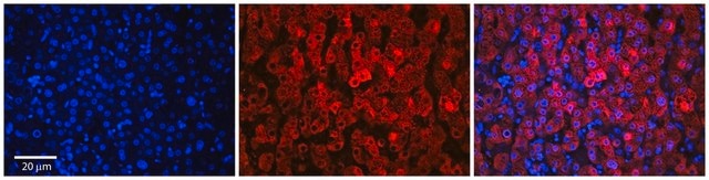 Anti-SLC37A4 antibody produced in rabbit affinity isolated antibody