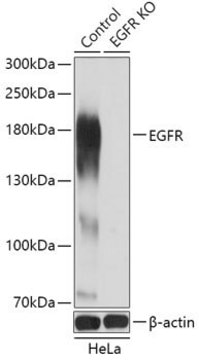 Anti-EGFR antibody produced in rabbit