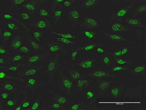 Monoclonal Anti-PIK3CB antibody produced in mouse clone 10D5, purified immunoglobulin, buffered aqueous solution