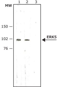 Anti-ERK5 (big-MAPK, BMK1) antibody produced in rabbit IgG fraction of antiserum, buffered aqueous solution