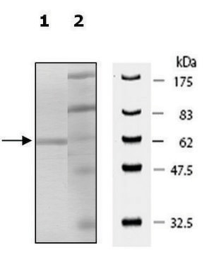 JMJD2D active human recombinant, expressed in baculovirus infected Sf9 cells, &#8805;90% (SDS-PAGE)