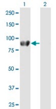 Anti-DVL2 antibody produced in mouse purified immunoglobulin, buffered aqueous solution