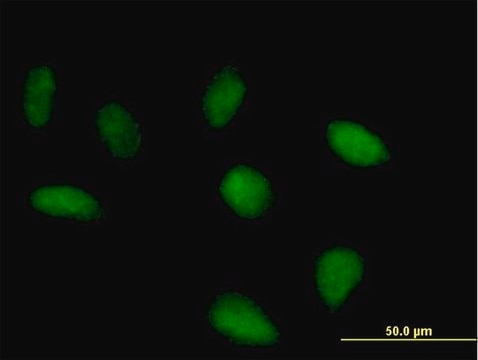 Anti-SRBD1 antibody produced in mouse purified immunoglobulin, buffered aqueous solution