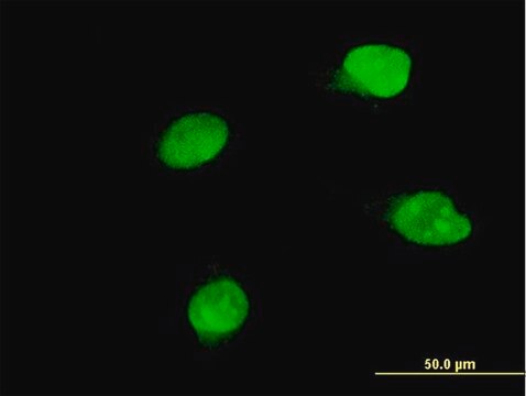 Monoclonal Anti-BRD8 antibody produced in mouse clone 3G8, purified immunoglobulin, buffered aqueous solution