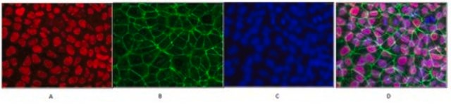 Anti-Human Oct-4 Antibody from rabbit, purified by affinity chromatography