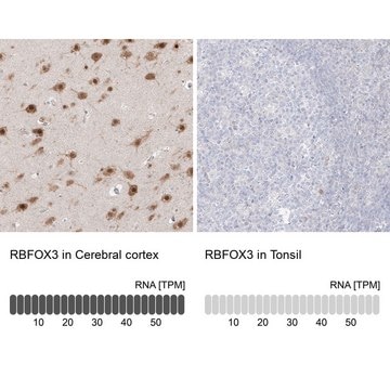 Anti-RBFOX3 antibody produced in rabbit Prestige Antibodies&#174; Powered by Atlas Antibodies, affinity isolated antibody, buffered aqueous glycerol solution