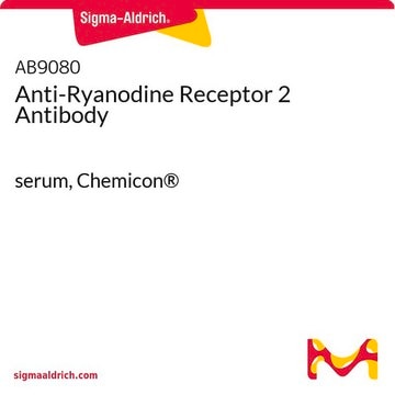 Anti-Ryanodine Receptor 2 Antibody serum, Chemicon&#174;