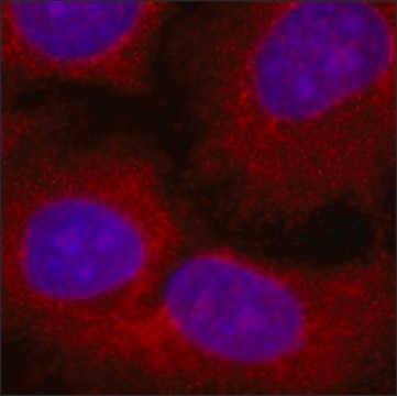 Anti-USP8 antibody, Mouse monoclonal clone US872, purified from hybridoma cell culture