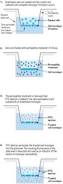 In Vitro Vascular Permeability Assay (96-well) This In Vitro Vascular Permeability Assay kit employs a 96-well plate, and provides an efficient system for evaluating the effects of chemicals &amp; drug compounds on endothelial cell adsorption, transport &amp; permeability.