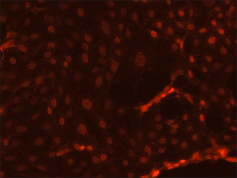 Anti-TFE3 antibody produced in rabbit affinity isolated antibody, buffered aqueous solution