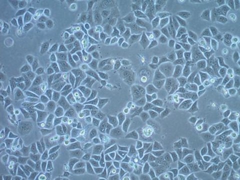 UM-SCC-6 Squamous Carcinoma Cell Line UM-SCC-6 is a unique head and neck squamous carcinoma cell line isolated from a tumor located at the base of the tongue of a male patient and is a suitable in vitro model of H&amp;N carcinoma studies.