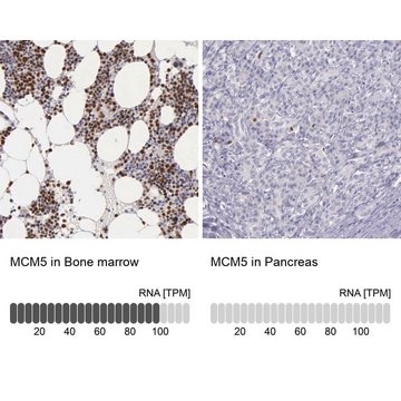 Anti-MCM5 antibody produced in rabbit Prestige Antibodies&#174; Powered by Atlas Antibodies, affinity isolated antibody, buffered aqueous glycerol solution