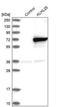 Anti-KLHL25 antibody produced in rabbit Prestige Antibodies&#174; Powered by Atlas Antibodies, affinity isolated antibody, buffered aqueous glycerol solution