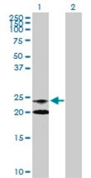 Anti-ASAHL antibody produced in rabbit purified immunoglobulin, buffered aqueous solution