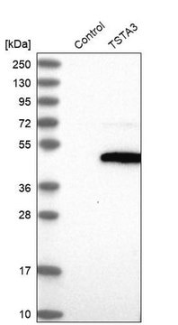 Anti-TSTA3 antibody produced in rabbit Prestige Antibodies&#174; Powered by Atlas Antibodies, affinity isolated antibody, buffered aqueous glycerol solution