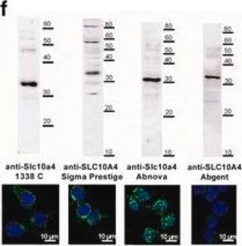 Anti-SLC10A4 antibody produced in rabbit Prestige Antibodies&#174; Powered by Atlas Antibodies, affinity isolated antibody, buffered aqueous glycerol solution