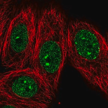 Anti-EHMT1 antibody produced in rabbit Prestige Antibodies&#174; Powered by Atlas Antibodies, affinity isolated antibody