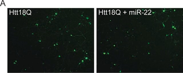 Anti-Huntingtin Antibody, a.a. 1-82 ascites fluid, clone 2B4, Chemicon&#174;