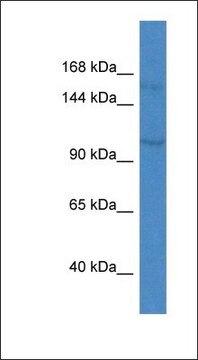 Anti-KCNQ3 antibody produced in rabbit affinity isolated antibody