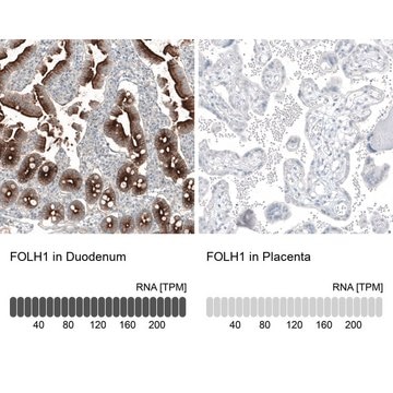 Monoclonal Anti-FOLH1 antibody produced in mouse Prestige Antibodies&#174; Powered by Atlas Antibodies, clone CL9091, purified immunoglobulin, buffered aqueous glycerol solution